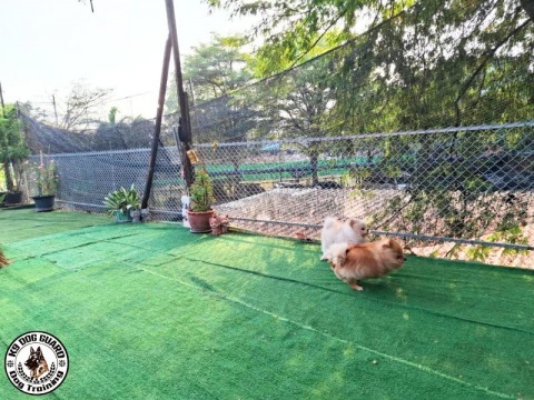 ศูนย์ฝึกสุนัขทุกสายพันธุ์